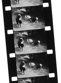 16mm Silent.png